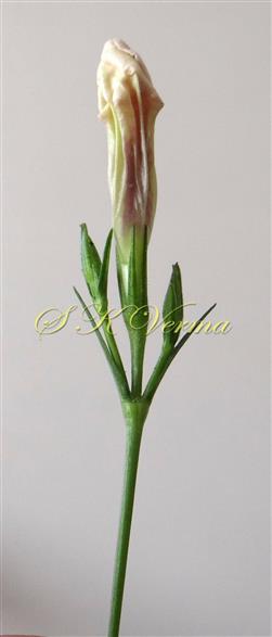  Inflorescence